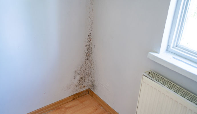 Moldy wall