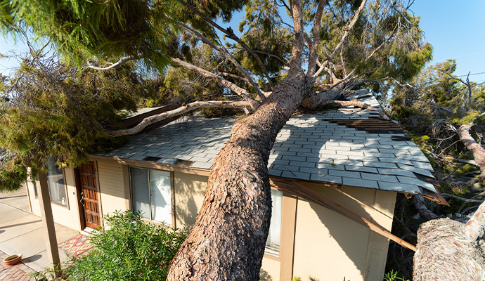 Tree fallen on roof