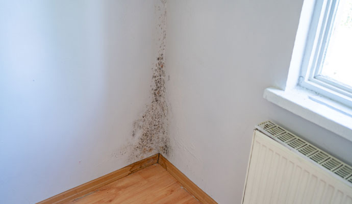 Mold growing on the wall